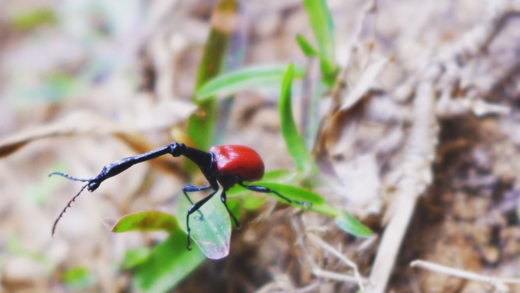 CortniBorgerson's tweet photo. An amazing (and tiny) male giraffe necked weevil landed right on my arm. Thanks for making my job easy buddy! We are loving #AndasibeMantadiaNationalPark. #NatGeoExpeditions #Madagascar @NatGeoExplorers https://t.co/szniAKe4pM