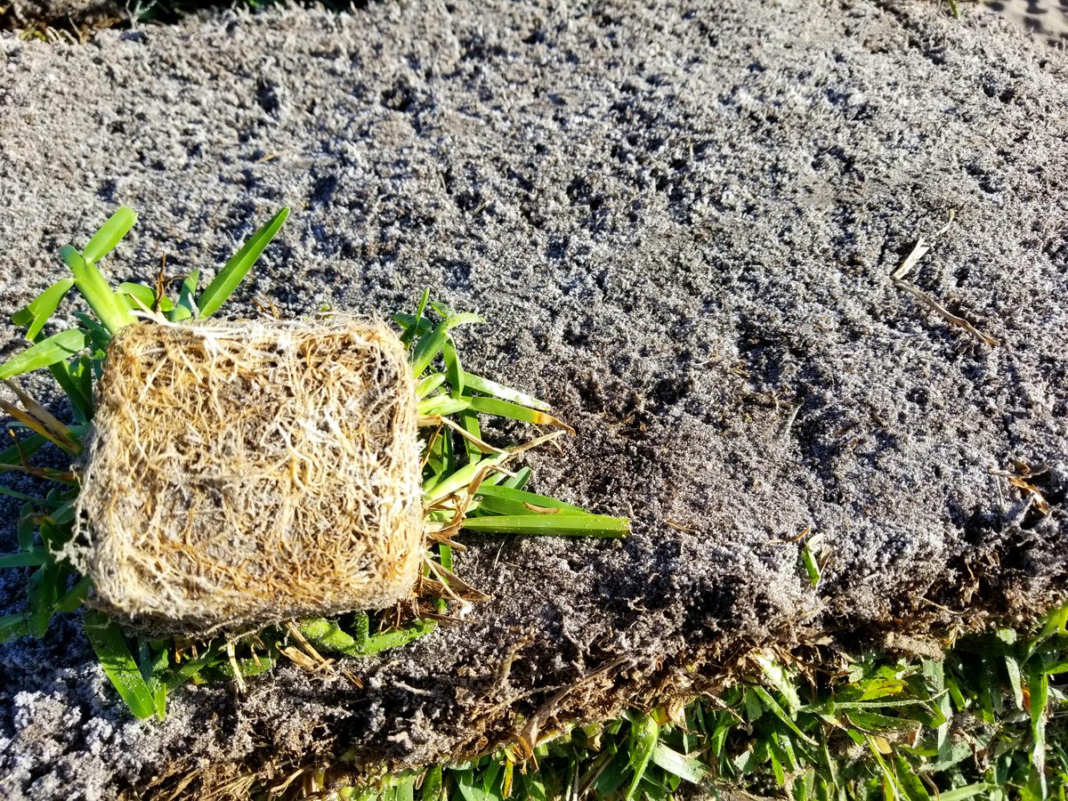 BrigetteGander's tweet photo. Grass Plugs! Denser root base than sod, which helps promote growth. Space out 12' to fill in up to 50sf. Get creative or fill in bald spots. https://t.co/OiAm2M7Fhd, https://t.co/wMJg3nPpfR, &amp; assorted independent nurseries in SE U.S. Have questions, let me know!
#GrassPlugs https://t.co/o7iupPSst3