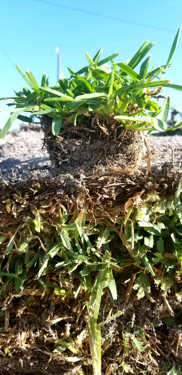 BrigetteGander's tweet photo. Grass Plugs! Denser root base than sod, which helps promote growth. Space out 12' to fill in up to 50sf. Get creative or fill in bald spots. https://t.co/OiAm2M7Fhd, https://t.co/wMJg3nPpfR, &amp; assorted independent nurseries in SE U.S. Have questions, let me know!
#GrassPlugs https://t.co/o7iupPSst3