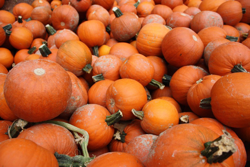 MonsterPumpkins's tweet photo. Be sure to bring your little ones by the Baierl Toyota “Pumpkins in a Pickup Patch”! We’ll be giving away FREE, soccer-ball sized pumpkins while supplies last! Look for the shiny new Toyota pickups on site with their truck beds filled to the brim with Halloween’s favorite fruit. https://t.co/ASgU1DzoGk
