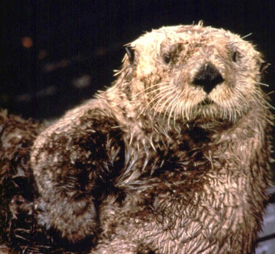 OlympicCoast's tweet photo. @USFWSNortheast @sanctuaries @WDFW Tubby @OlympicCoast might be the biggest @sanctuaries contestant in the #SeaOtterTweetOff #FloofWar ! https://t.co/pKUMzKMhx2