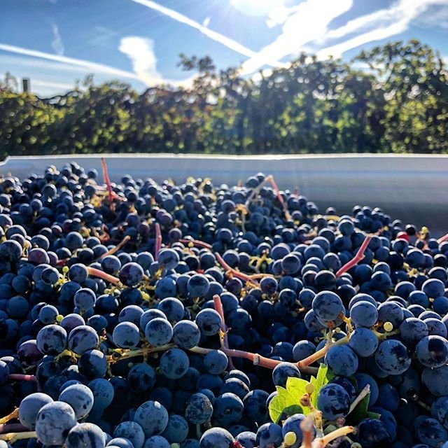 Visit Walla Walla (@visitwallawalla) on Twitter photo Harvest, harvest, and a lot more harvest. These beautiful Cabernet Franc grapes are headed to <a href="/lecole41/">L'Ecole No 41</a> to become beautiful Walla Walla wine.
📷: @vitnerd Harvest, harvest, and a lot more harvest. These beautiful Cabernet Franc grapes are headed to <a href="/lecole41/">L'Ecole No 41</a> to become beautiful Walla Walla wine.
📷: @vitnerd