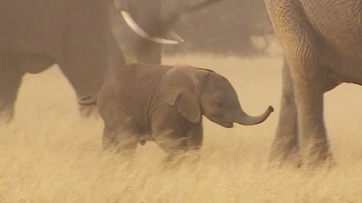 GlobalElephants's tweet photo. Dr Lucy King found that African #elephants are scared of honey bees. She explains how she is using this knowledge to stop elephants invading farms & trampling crops, which is a reason many elephants are killed each year WATCH: https://t.co/6NXpw7leaS #WildlifeWednesday #elephants https://t.co/wW8Cawupr7