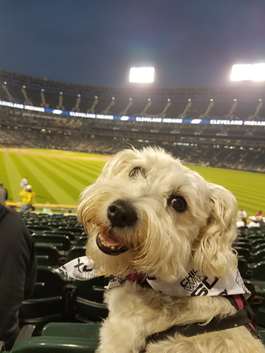 CollB's tweet image. Gracie loved seeing @whitesox on Dog Day!