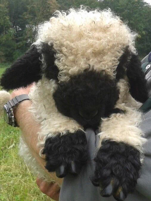 これが生身の生き物・・・？ファンタジーで可愛すぎるスイスの羊！！