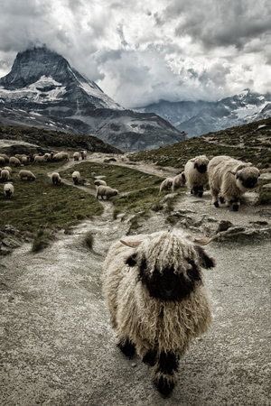 これが生身の生き物 ファンタジーで可愛すぎるスイスの羊 話題の画像プラス