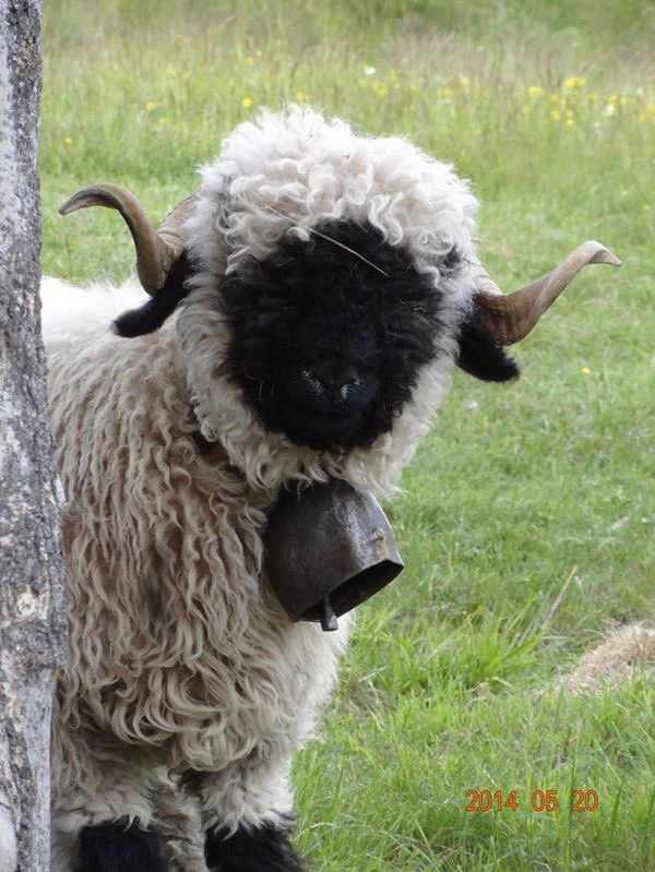 これが生身の生き物・・・？ファンタジーで可愛すぎるスイスの羊！！