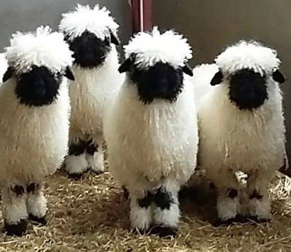 これが生身の生き物・・・？ファンタジーで可愛すぎるスイスの羊！！