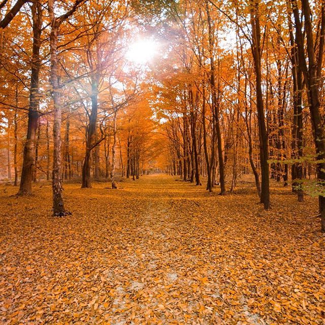 AutoFXSoftware1's tweet photo. Who wouldn't want to be on a walk during this beautiful #AutumnSunrise .
.
.
.
With #AutoFXSoftware you can turn middle-of-the-day photography into a #morningsunrise masterpiece using #lensflare effects! https://t.co/a1CyEtXQFX https://t.co/CmNpiQz2tW