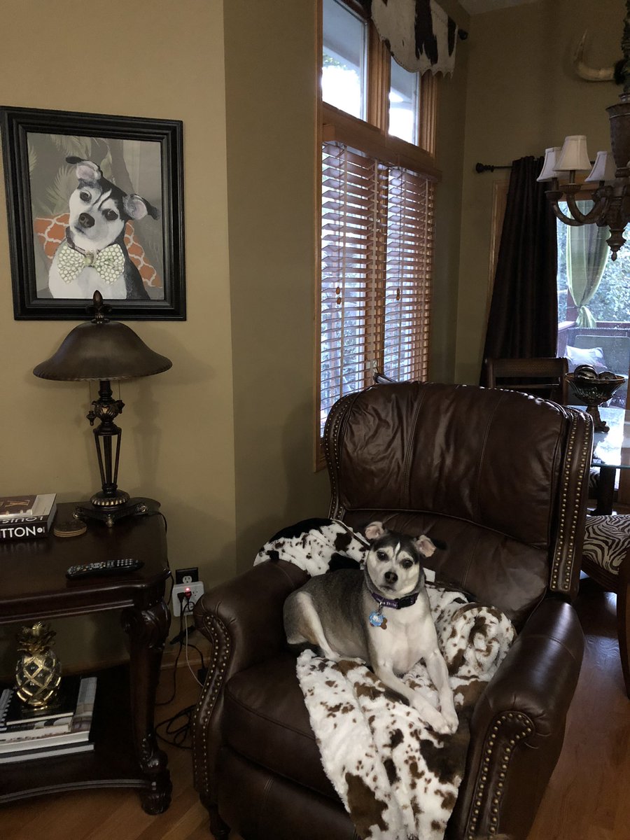 itsSirGustafson's tweet photo. I am the king of this house. #KingGUS #ItsSirGustafsonToYou https://t.co/sOQ5ZfqL7B