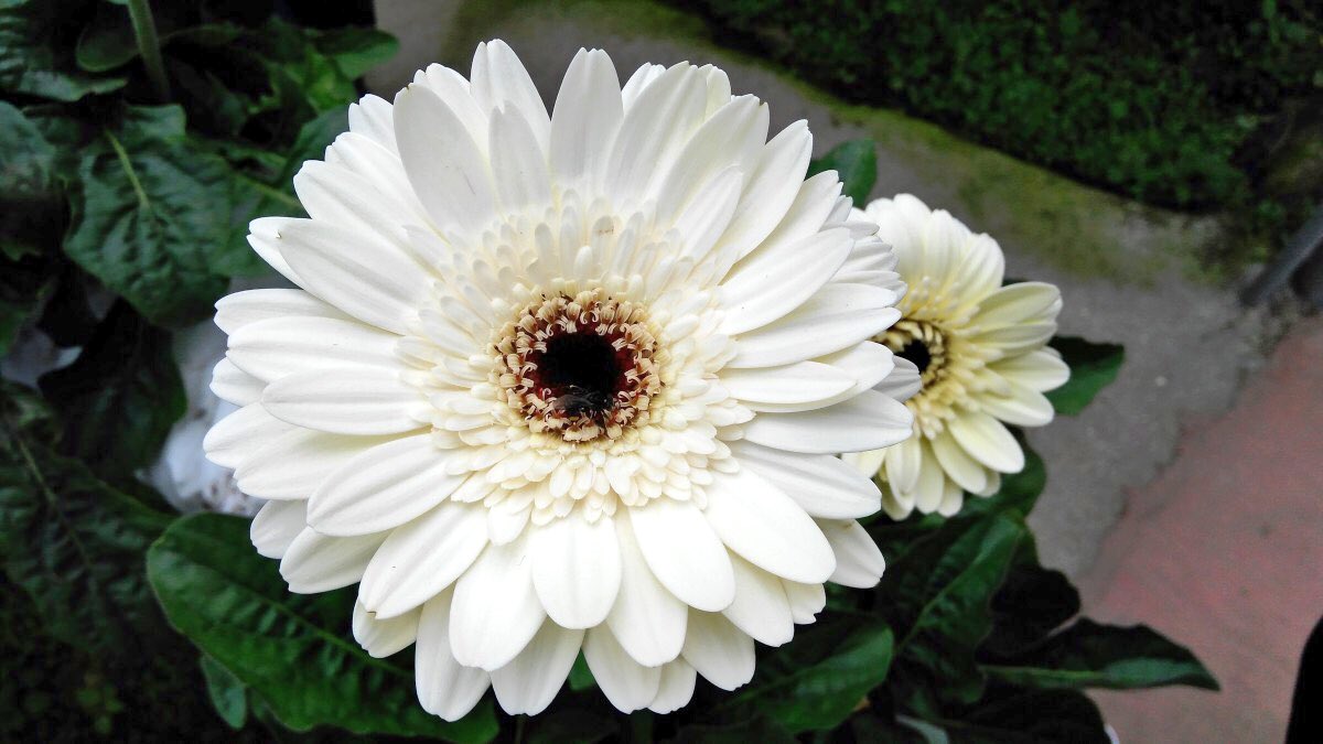 もも Pa Twitter おはようございます 9 27誕生花 ガーベラ 白 花言葉 希望 別名ハナグルマ ギリシャ神話の愛の女神ガーベラ に由来し ユリと縁のある女神様でその美貌に見つめられたらイチコロになるとか 花セラピー効果もあり 白は心と心の繋がりを強くし 気 もも Pa Twitter おはようございます 9 27誕生花 ガーベラ 白 花言葉 希望 別名ハナグルマ ギリシャ神話の愛の女神ガーベラ に由来し ユリと縁のある女神様でその美貌に見つめられたらイチコロになるとか 花セラピー効果もあり 白は心と心の繋がりを強くし 気