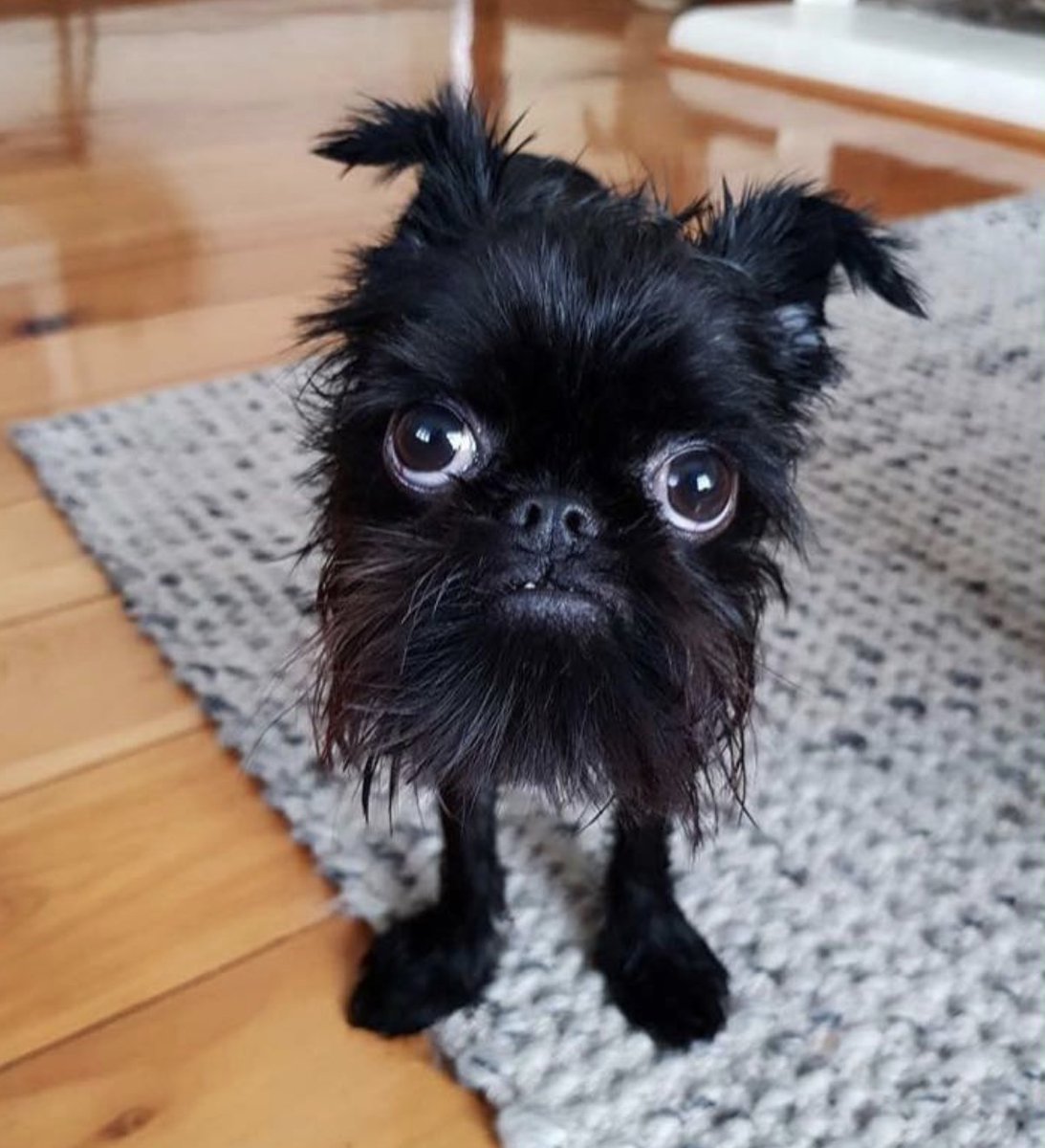 A message from someone named Anne:
This is my friend Sam's cute little dog. Sam thought he'd save a few bucks by cutting his dogs hair himself. Sam thought wrong! Don't be like Sam! #DogLover #DogsofTwitter
