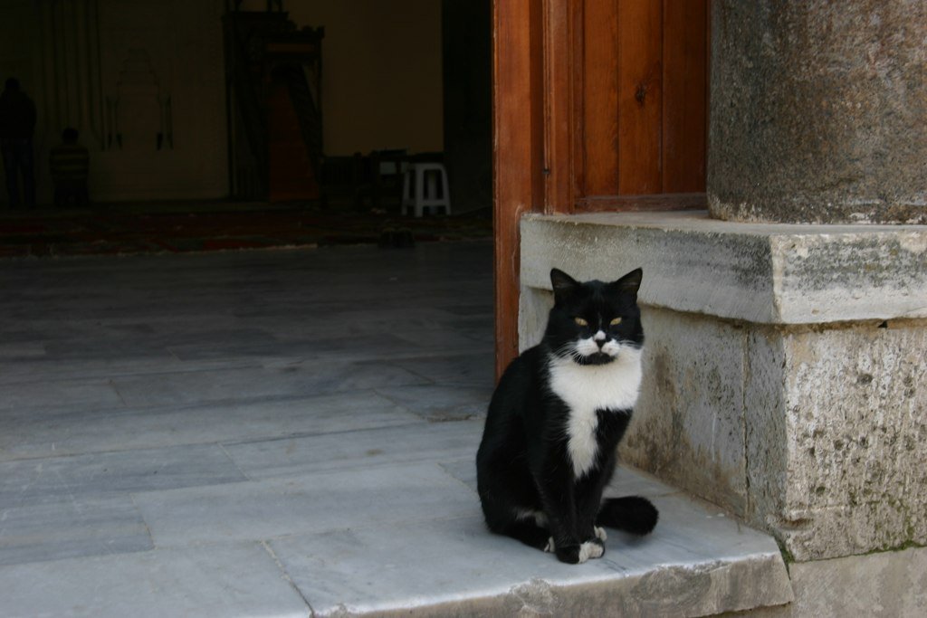 Wikipedia Bahasa Indonesia Twitterren Tahukahanda Bahwa Dalam Agama Islam Kucing Adalah Hewan Yang Dihargai Kucing Telah Dihargai Di Timur Dekat Sejak Zaman Dahulu Tradisi Yang Diadopsi Oleh Islam Menurut Hadits Nabi Muhammad