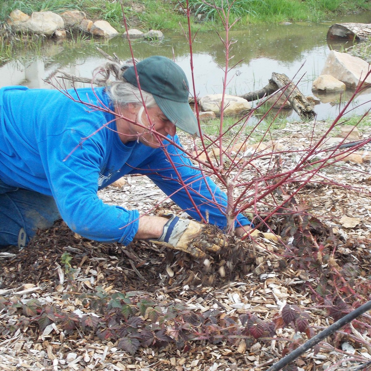 Native plant volunteer day, Oct. 5, 9-noon: facebook.com/events/1657481… #lagunarestore #nativeplants #Volunteer