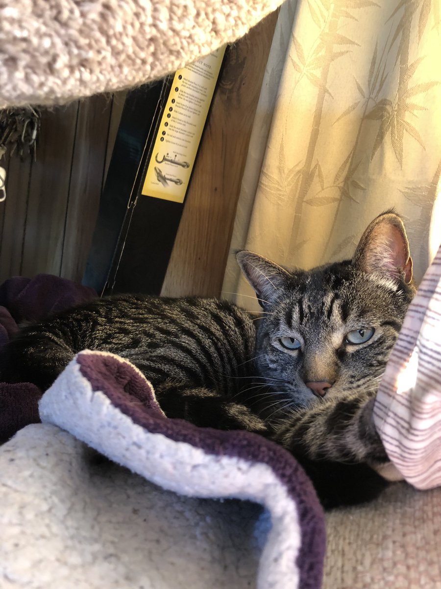 ShakespearCat's tweet photo. #shakespearCat #meow #hooman let me #nap https://t.co/I3xhdT4mwV