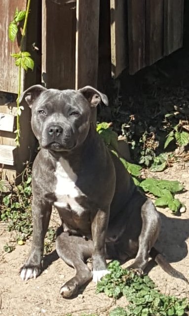 The super cool Rayney just soaking up the sunshine. #JoulesCharityWeek #jouleslincoln