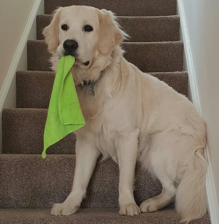 The wonderful Dexter just helping with the daily chores. #JoulesCharityWeek #jouleslincoln