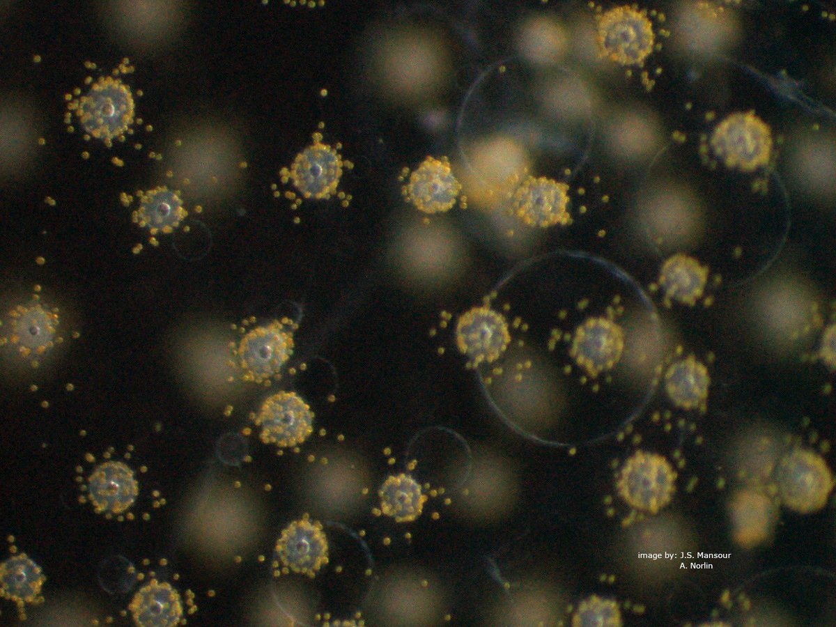 JoostMansour's tweet photo. All these fantastic Radiolaria we found sampling in the #FrenchRiviera #Mediterranean @obsOOV, amazing beautiful #tinypretties! #MixITiN @DrAditeeMitra @EU_H2020 #eSNCMs #Rhizarians #Radiolarians #Acantharians #protists #plankton #mixotrophs #Mediterranean @fabrice_sbr https://t.co/PAIp7xkvZg