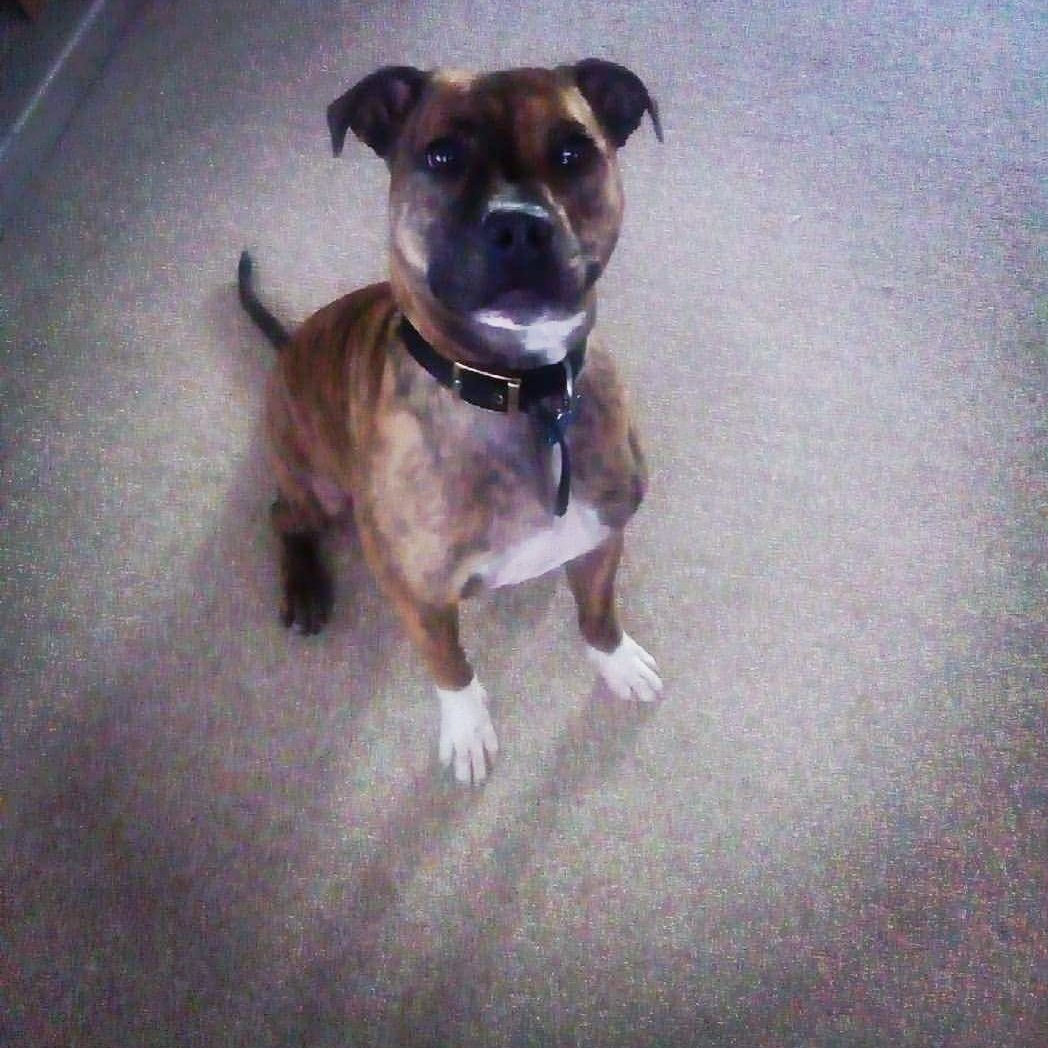 Heres Ralphie while his sister Rayney is in the sun he's waiting indoors "did someone say treat". #JoulesCharityWeek #jouleslincoln