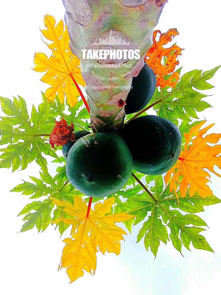 TwilaPower's tweet photo. #nature #naturephotography #planttrees #protectrees #planet #earth #color #design #art #architecture #ecosystem #habitatforspecies #greenworld #environmentalpreservation #healthyecosystems #globalgreening #cleanair #rain #water #waterconservation #life https://t.co/Heux7VwFVR