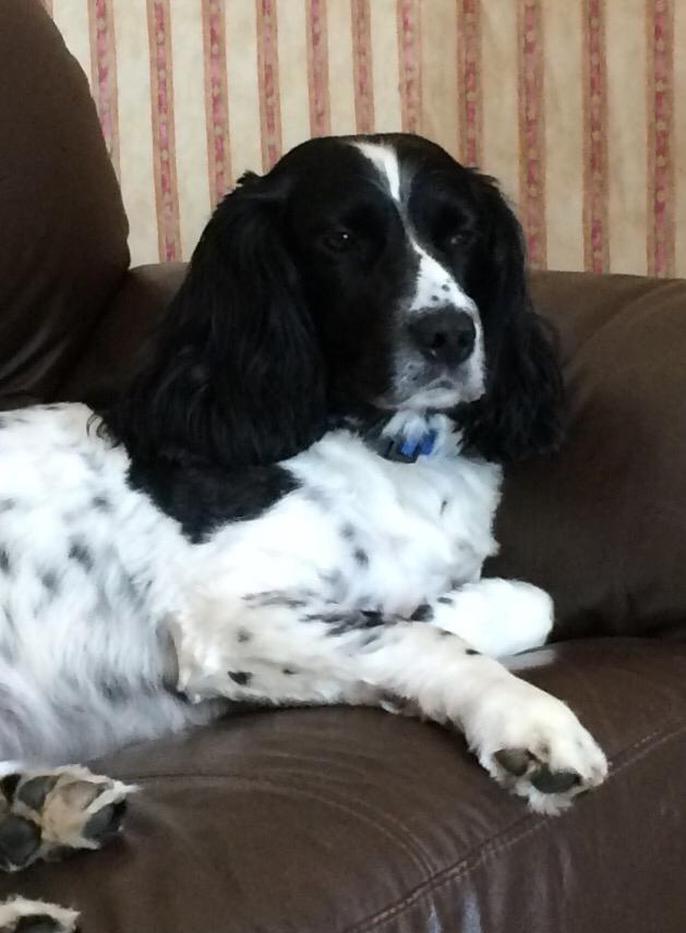Hello Jake. Just like his sister Indi there must have been something exciting on the TV #JoulesCharityWeek #jouleslincoln