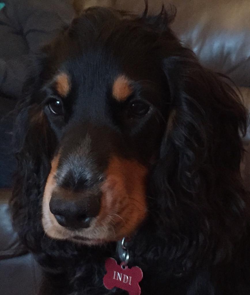 Welcome Indi there's focus in those eyes wonder what was on the TV 😀  #JoulesCharityWeek #jouleslincoln