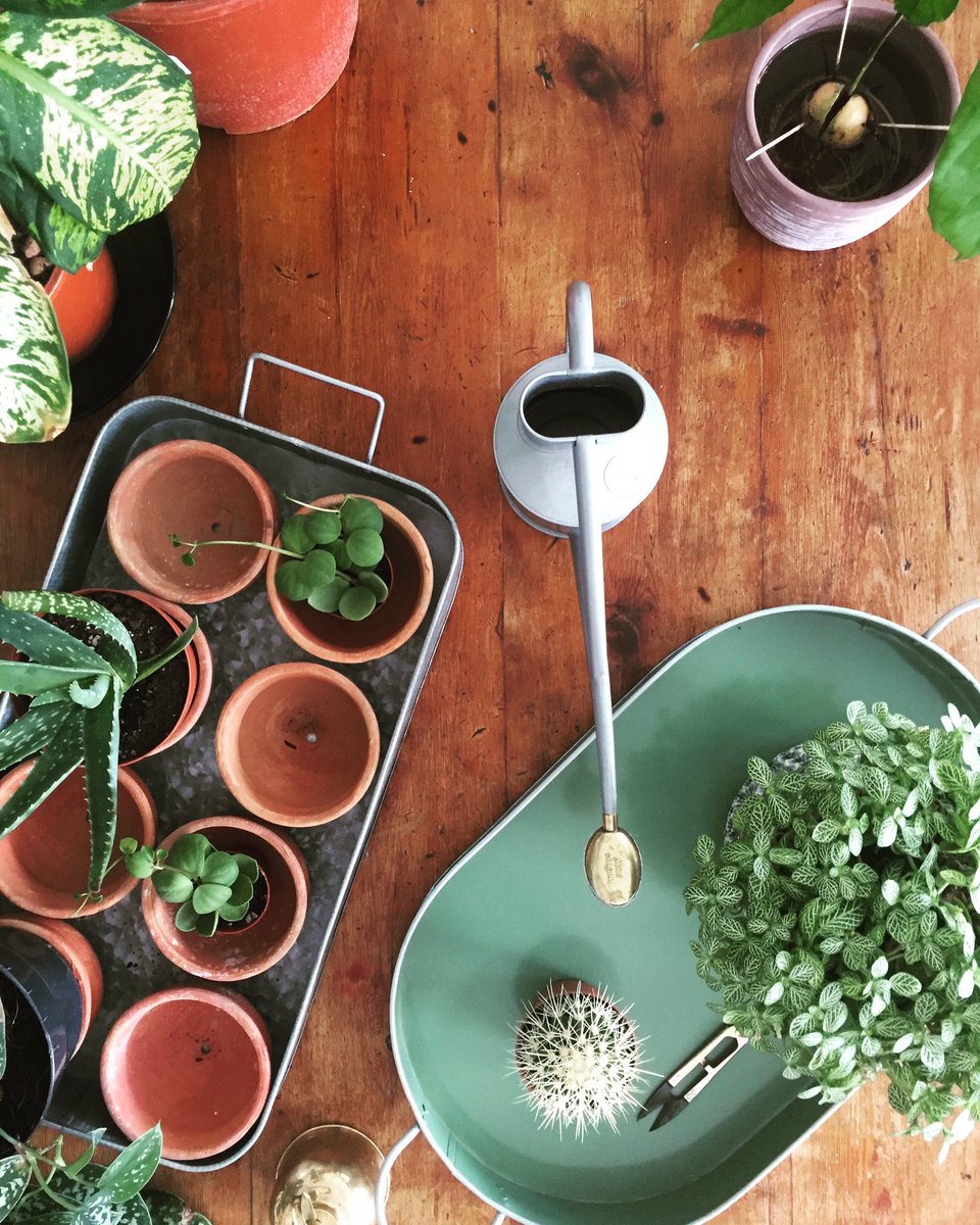 plants_house's tweet photo. 💦 How To Water Your Plants Like A Pro 💪🏻🌿
Using a tray (or the bath 🛀) is my go-to method right now..
What's yours? 
.
.
https://t.co/BnQ9dhkIMr
.
#urbanjunglebloggers #watering #indoorgarden #indoorgardening #plants https://t.co/4tH1Uwj5Wt