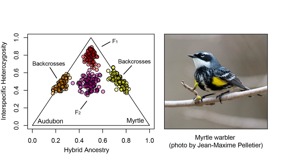 davetoews's tweet photo. Triangle plots show where hybrids fall on a 2D 'hybrid spectrum': early gen hybrids towards the top of the triangle, later gen at the bottom. Pretty, informative, AND we used them in a new genomic study of the yellow-rumped warbler hybrid zone @AukJournal 
https://t.co/ODSjO5iTC3 https://t.co/ODIe9G8Jex