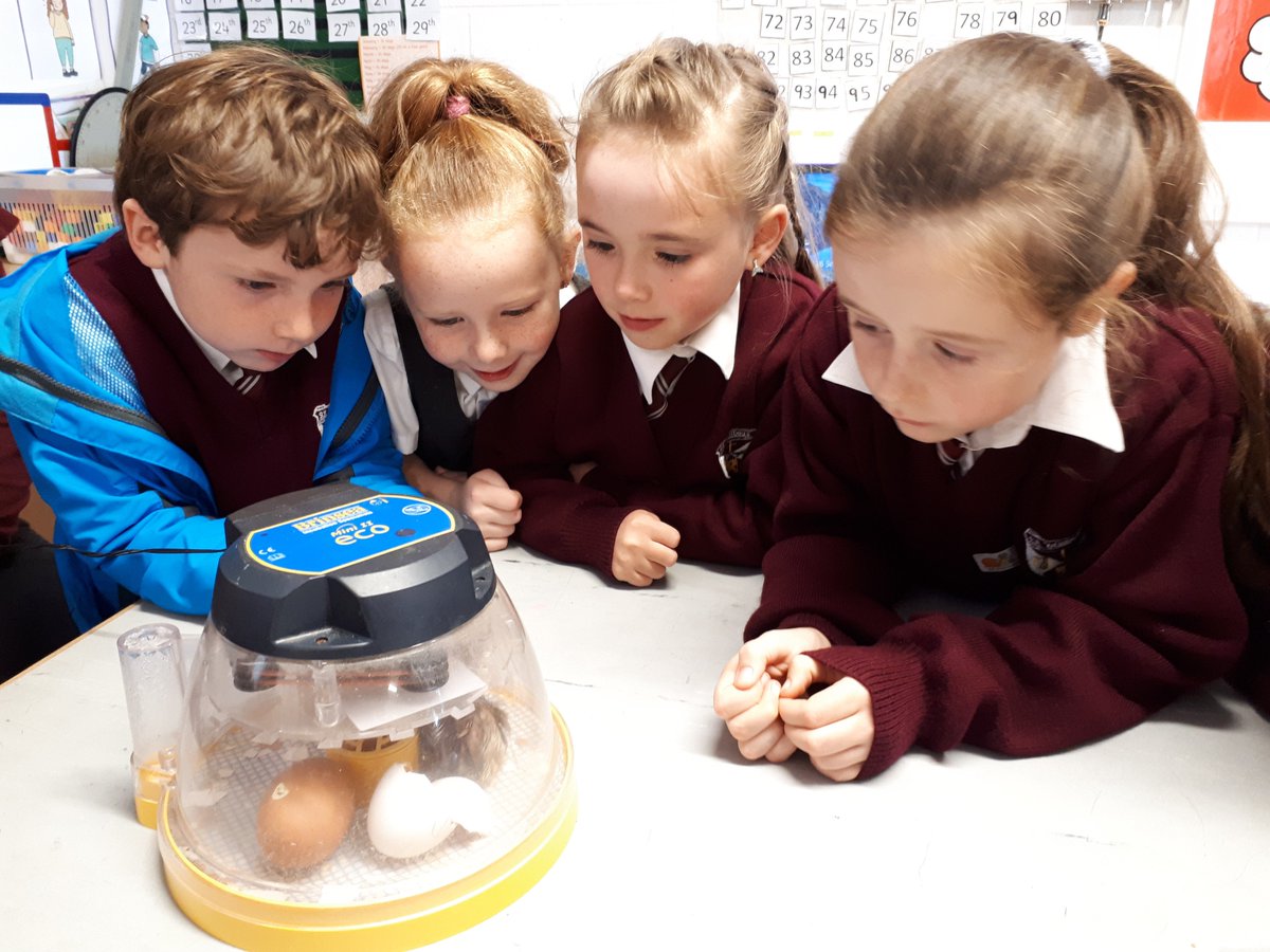 Doonbeg_NS's tweet image. Some new visitors to our school today!🐔🐔