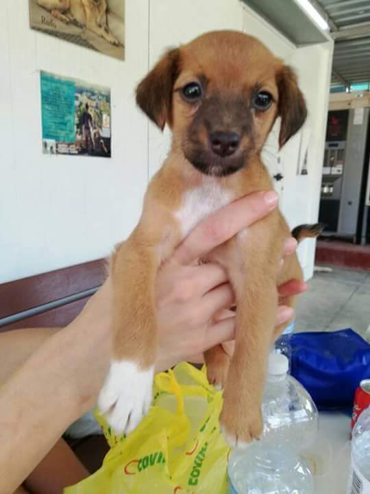 cenitagitana's tweet photo. Que yo quería descansar y un carajo pá mi.
Vamos a por el 12.
Os presento a Tail, un mes y ya ha empezado a buscar una famila con quien compartir felicidad y amor 
#adoptanocompres https://t.co/qQsOdPoWaw