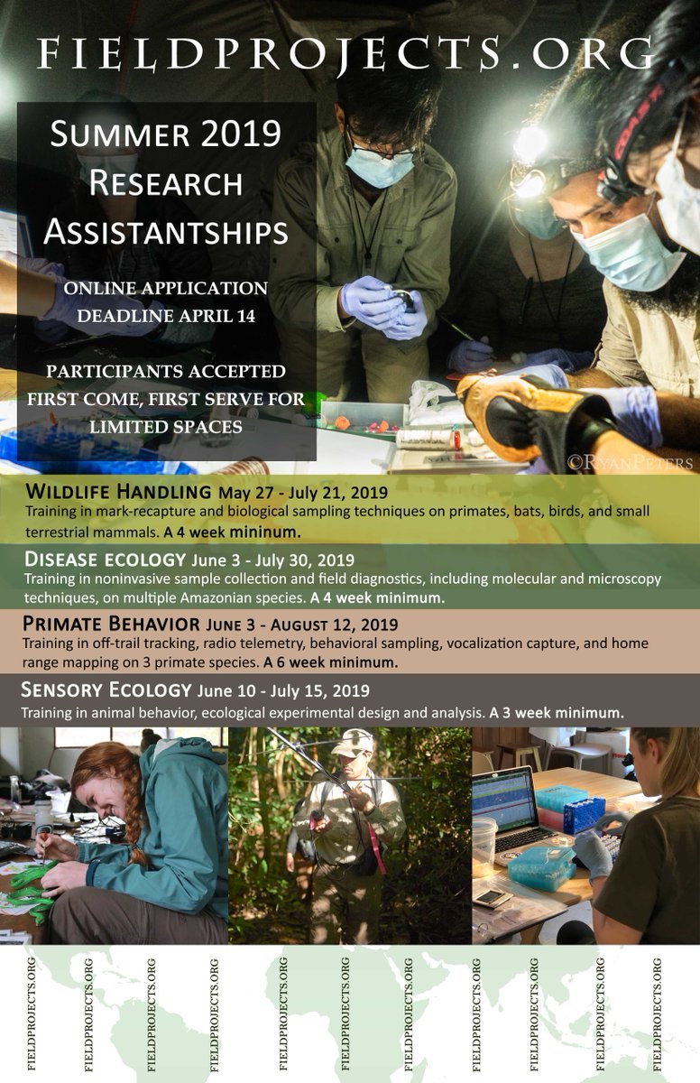 Field_Projects's tweet photo. Upcoming 2019 Research Assistantships, https://t.co/w5Kq08b7qk. Now with field genetics opportunities at the #GreenLab, https://t.co/nTCG1XEpYn. #fieldresearch #junglegenomics #tryfpi #fieldinternships #Peru #Amazonia #prevet https://t.co/M5svZkBL5X
