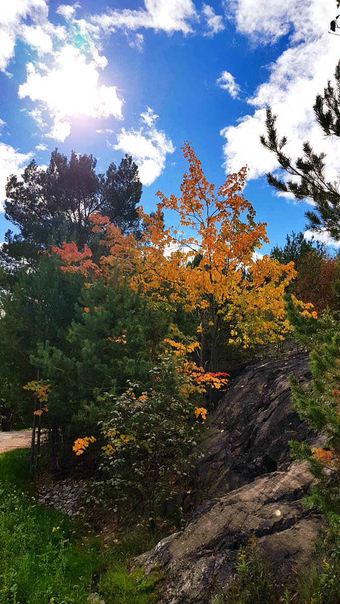 HeyItsMeMissJT's tweet photo. The Autumn Life. “Of all the paths you take in life, make sure a few of them are dirt.” #autumnlove #hiking #inmyelement #chasingautumn 🍂🌲🍁☀️ https://t.co/WRMBYcn4I6