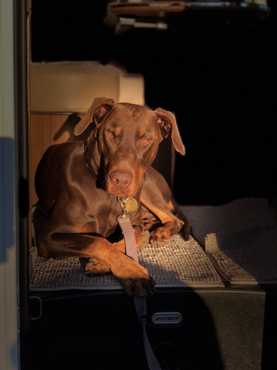 Peteryder's tweet photo. #dobermangeorge 🏴󠁧󠁢󠁷󠁬󠁳󠁿 enjoying the Welsh sunshine https://t.co/8j0MPq9Fmy