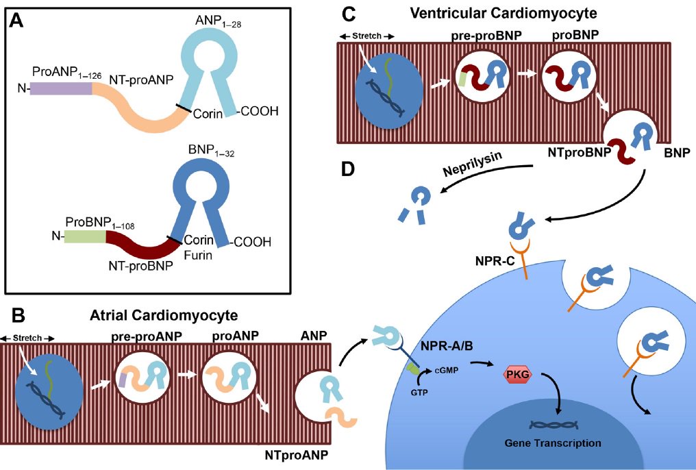 icorvilud's tweet photo. #Summary on #sacubitril/valsartan &amp; #neurohormonal blocking in #heartfailure 
https://t.co/Xz2x8weTVE
#natriureticpeptides #NtproBNP #HFrEF #neprilysin #biomarkers #BNP #NTproBNP #FOAMed #MedEd #cardiotwitter #PathogenicMechanisms #OrganDysfunction #Pathogenesis #heartdisease https://t.co/wuYnPkyr38