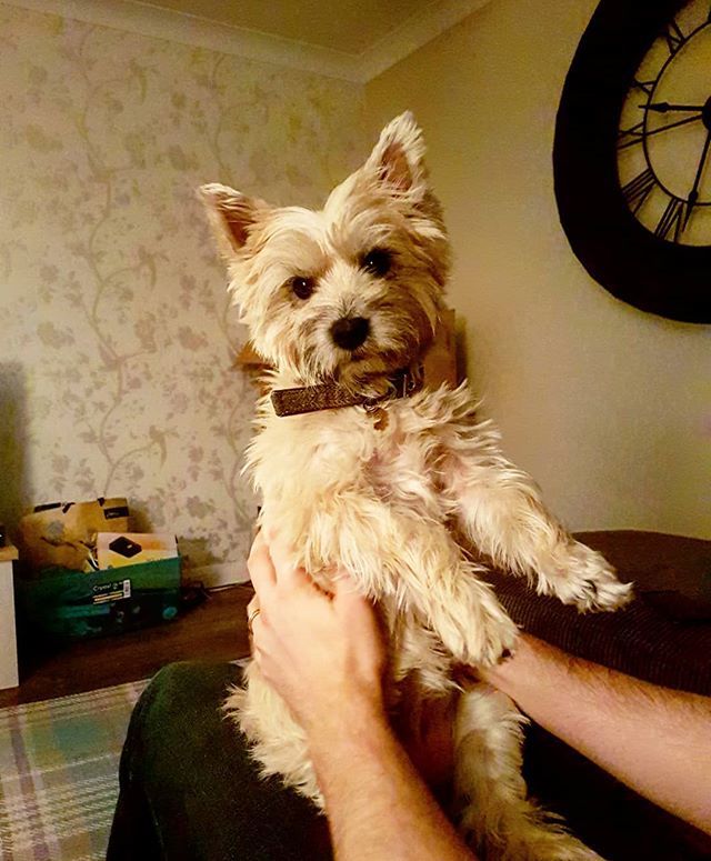 MeelaDog's tweet photo. 1. I sit like hooman. 2. I hab heart shape head. 3. Ise special. #sitting #youwhat #imhuman #cairnterrier #cairnsoftheworld #cairnsofinstagram #terrierific #dog #dogstagram #instadog https://t.co/P4yHjmClsC https://t.co/IcBiWsntj1