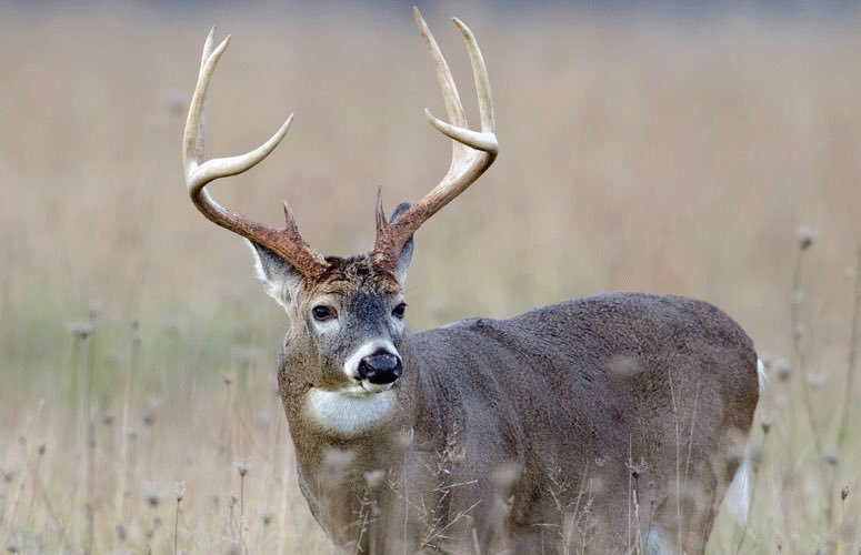 Deerhuntingprob's tweet photo. It’s almost that time 🙌 https://t.co/VtYgMMJ2Mw
