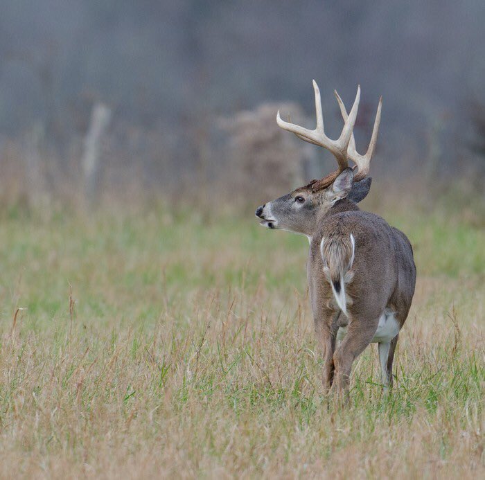 Deerhuntingprob's tweet photo. It’s almost that time 🙌 https://t.co/VtYgMMJ2Mw