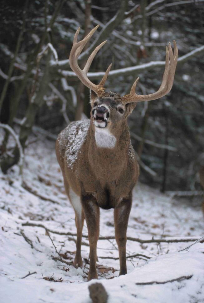 Deerhuntingprob's tweet photo. It’s almost that time 🙌 https://t.co/VtYgMMJ2Mw