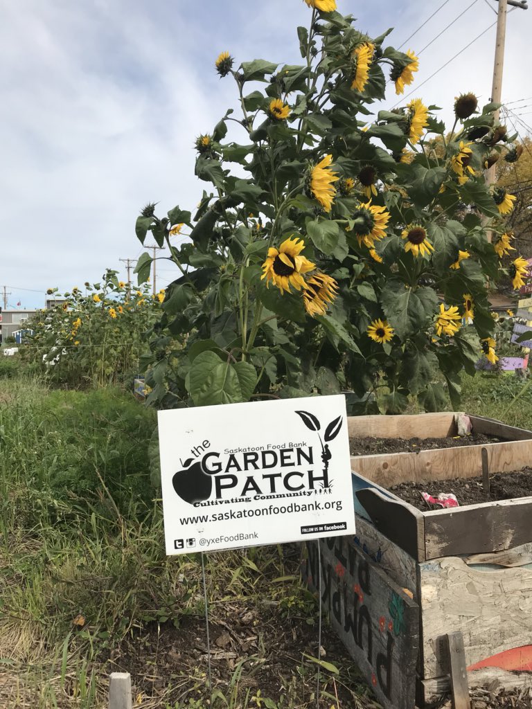 KerryALamb's tweet image. Beautiful day to harvest 1009lbs of carrots with the @Stantec crew in support of @yxefoodbank. #StantecTogether #hamyxe