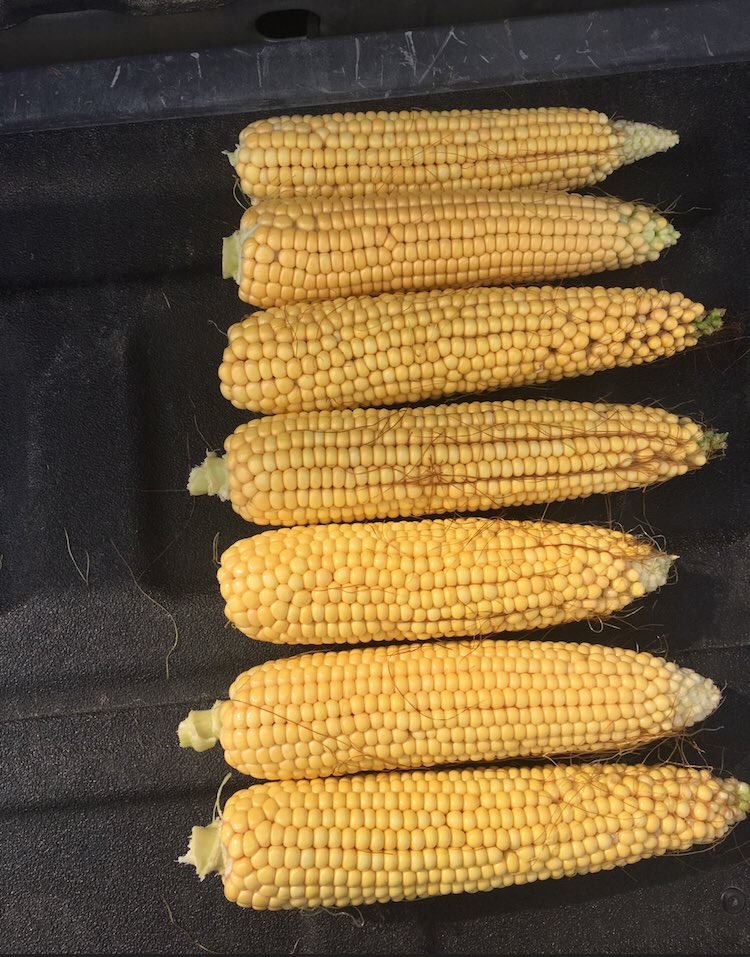 MegDesjardins's tweet photo. It’s Chopper time!!! Remember this @DEKALB_Canada Corn ear pic I tweeted awhile back....they’re hitting the pit today!! #localdata #feedtest #feedlotfuel #moochew #silage18 #tonnage https://t.co/7SFfGUygvM