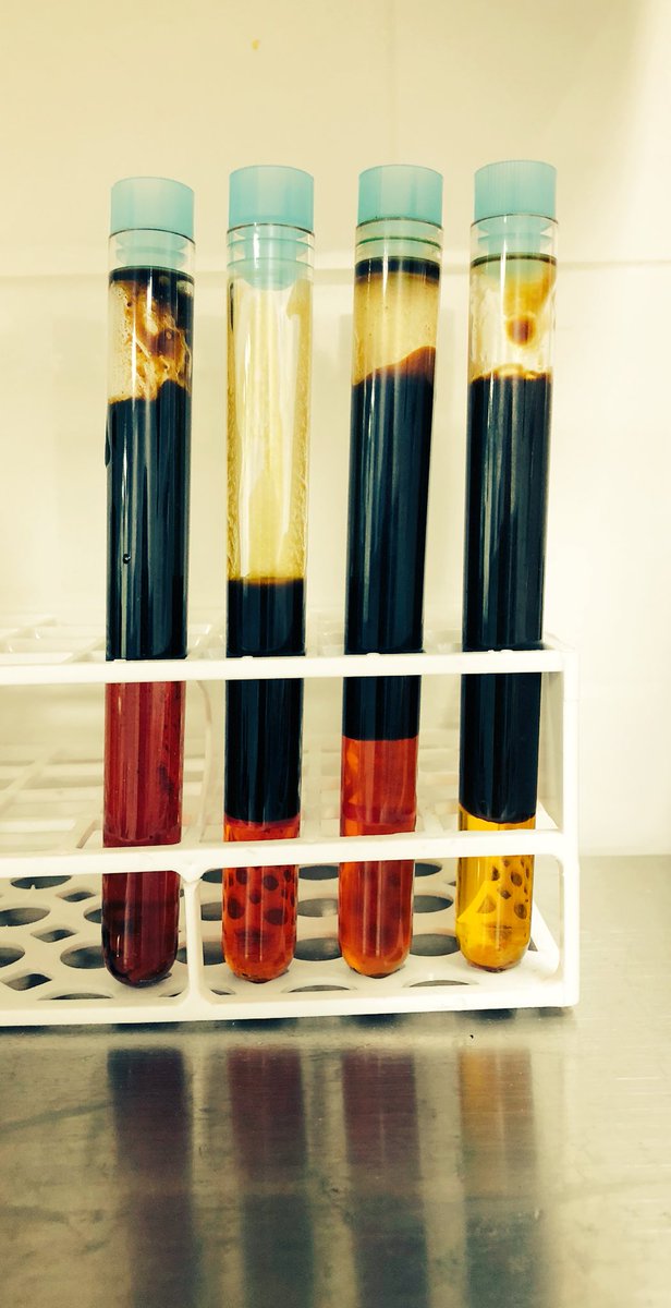 organicCBD's tweet photo. Samples from the incubator:
#cbdactive+ is stable for at least 36 months. https://t.co/XdahEGNz9g