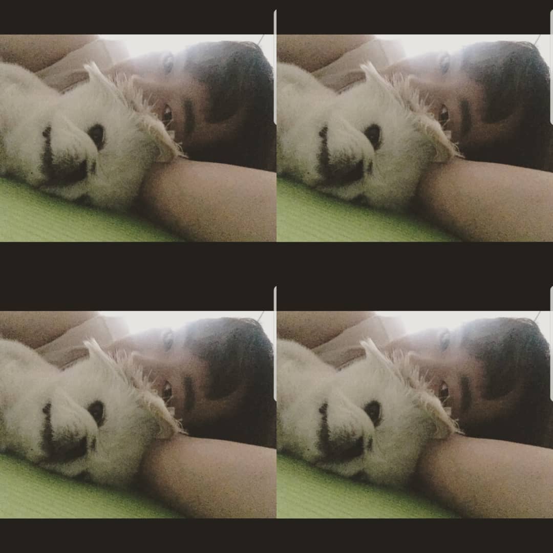 mont_brazil's tweet photo. [#PUSTAGRAM | 17.09.2018] 
Gêmeos 😚😍 #빛뿌딩 #BitPuding
#뿌스타그램 #뿌딩 #Pequinês #PuStar
#Pustargram #dog #dogstargram https://t.co/HnD9JvWVMT