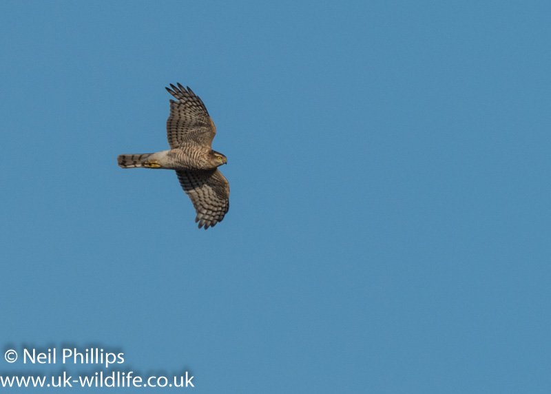 Neil Phillips tweet media