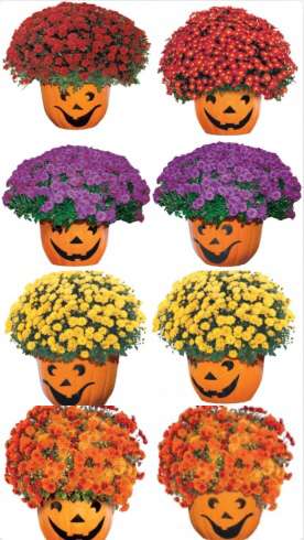 GburgXc's tweet photo. The Gibsonburg High School Junior class are selling Mumkins! The fundraiser is to help pay for this school years prom. Sale goes on from today until October 1st! You can order your Mumkin at https://t.co/1IdsyIMZD4 https://t.co/YlGHCffsVh