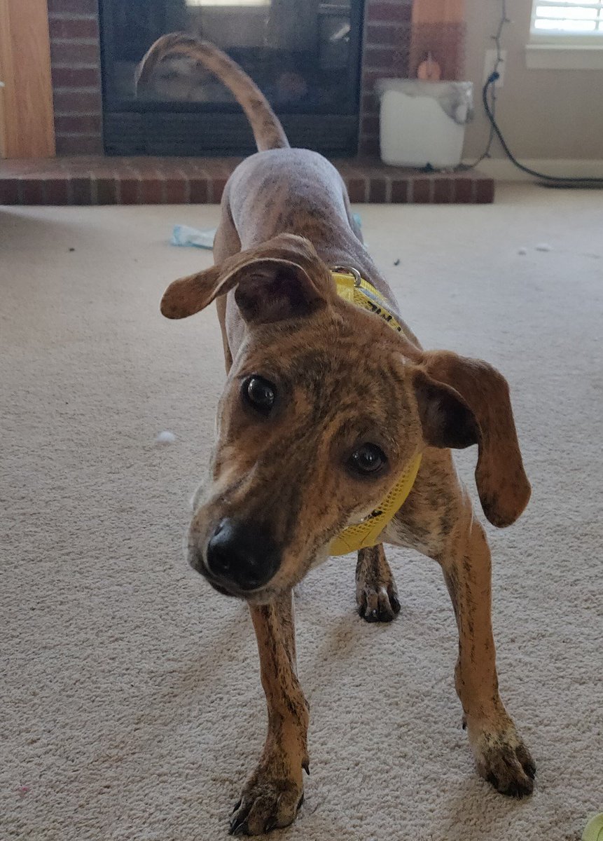 RHAR_OH's tweet photo. Meet Tony the Tiger! Tony is a charming and happy-go-lucky puppy waiting for a family to call his own. Just over 6 months old, he comes to us all the way from a remote beach in Mexico. Please invite Tony in to your life.
#adoptme #puppylove #rescuedog #adoptdontshop https://t.co/fUq6HRtOwy