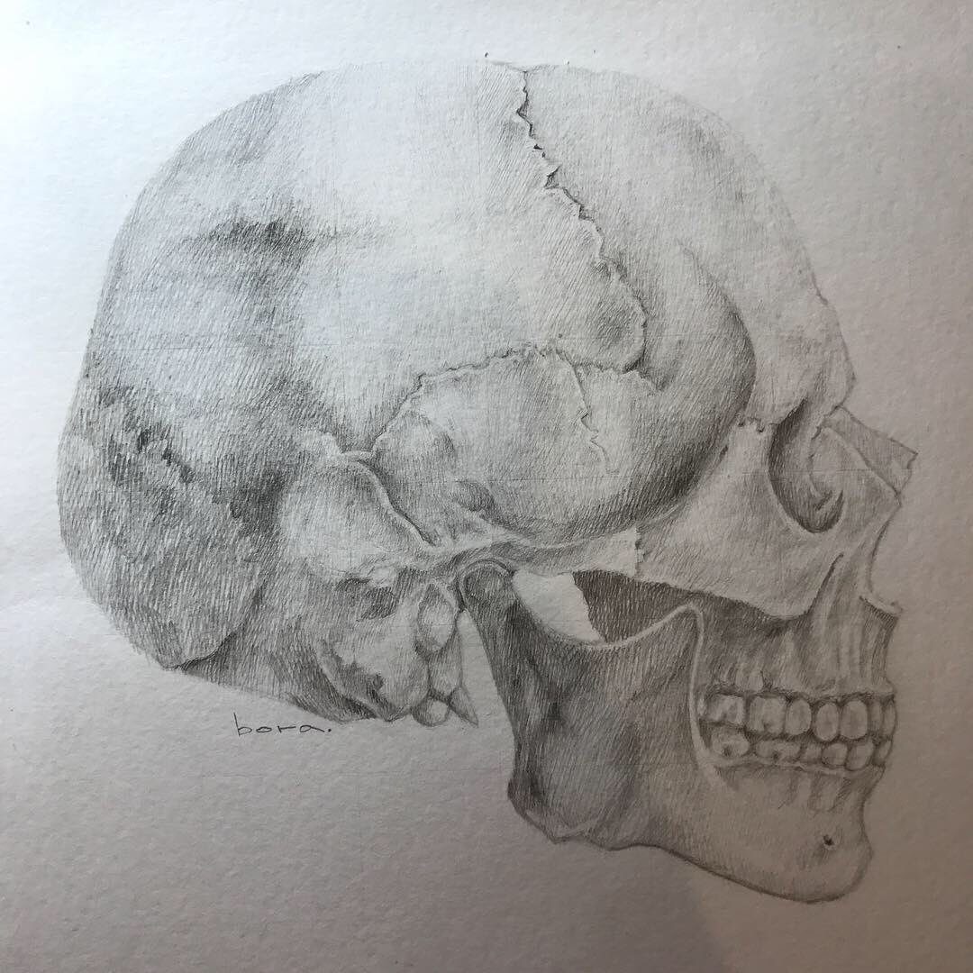 Рисунок черепа человека
