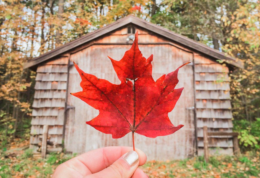 ShaleeWanders's tweet photo. The Six Best States To Visit In The Fall https://t.co/Yiwmcx50m2 https://t.co/xldmGoMHeR
