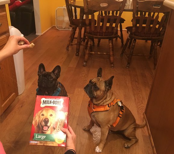 C0LLQUEEN's tweet photo. Pampering my pets thanks to my #KrogerCo store! #ForYourPets #MyMagazineSharing #FreeSamp https://t.co/YYipzn3QuQ https://t.co/t2sTeplHNk