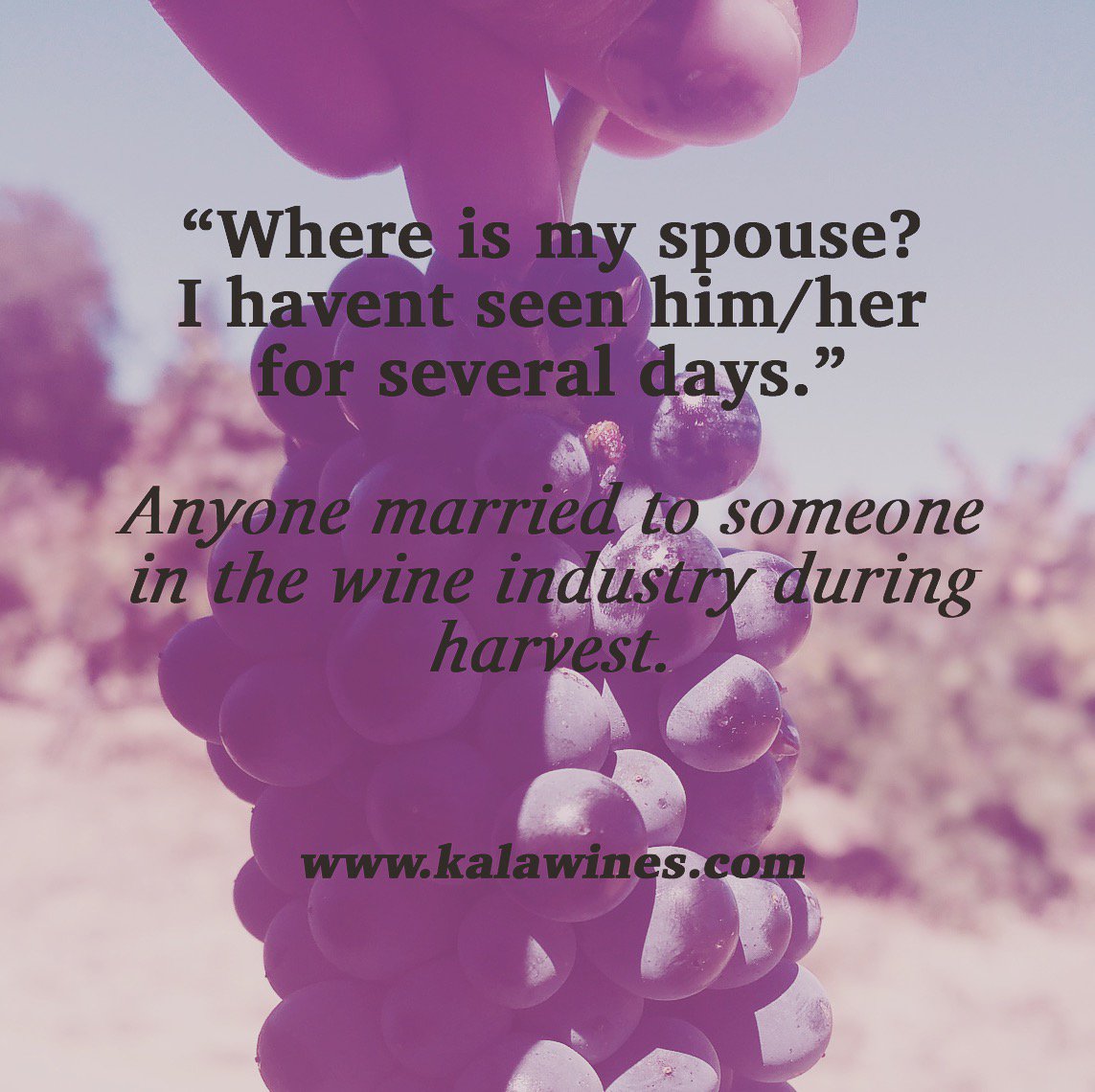 This Wine quote Wednesday is dedicated to wine widows everywhere.  happy harvest! #winequotewednesdays #wine #wineharvest #winelover #wine #kalawinery #winewednesday #craftwine…