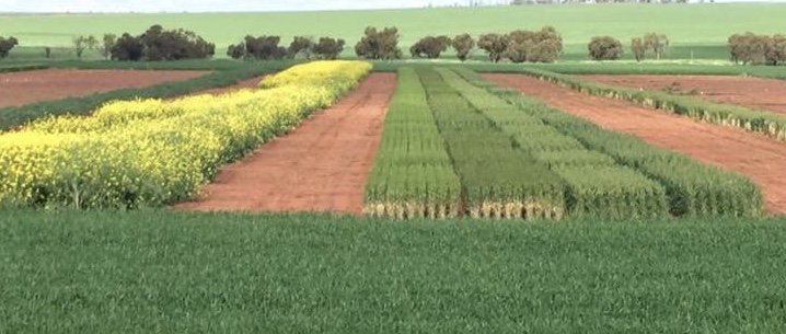 Grant Thompson (@grantcropcircl1) on Twitter photo Position: Research Agronomist/ Junior Broadacre Agronomist 
A position is available with a small Agronomy and Research company based in Geraldton WA.  For further information contact Grant Thompson via email grant@cropcircleconsulting.com.au Position: Research Agronomist/ Junior Broadacre Agronomist 
A position is available with a small Agronomy and Research company based in Geraldton WA.  For further information contact Grant Thompson via email grant@cropcircleconsulting.com.au